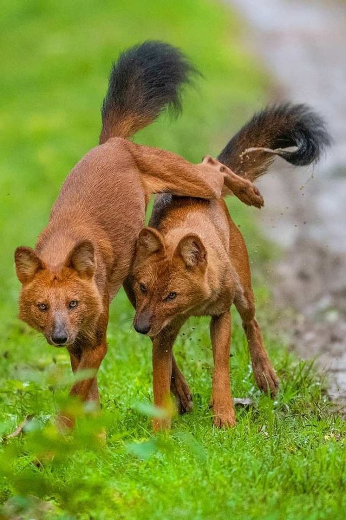 The Dhole A Comprehensive Biography Of The Asiatic Wild Dog