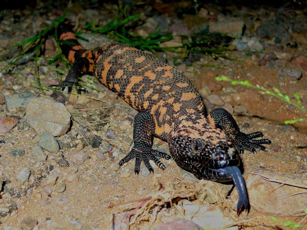 The Gila Monster Biology, Habitat, And Significance (2)