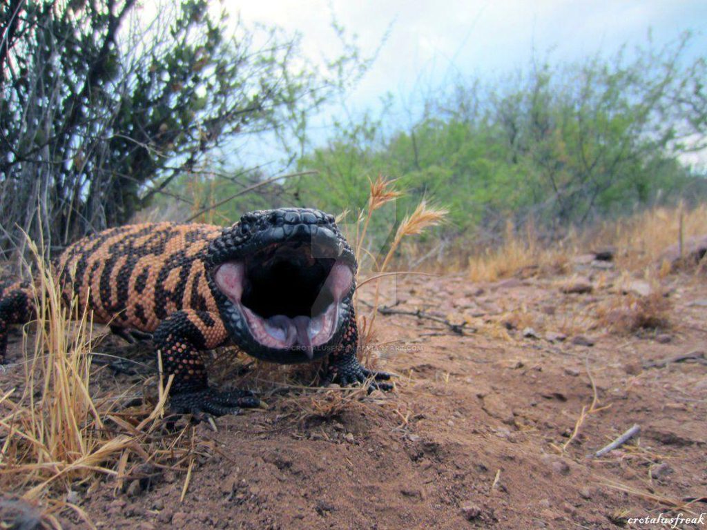 The Gila Monster Biology, Habitat, And Significance (3)