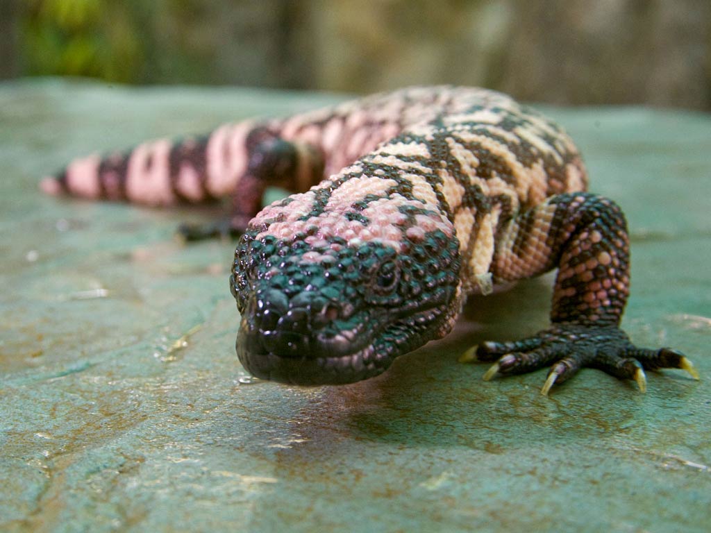 The Gila Monster Biology, Habitat, And Significance (7)