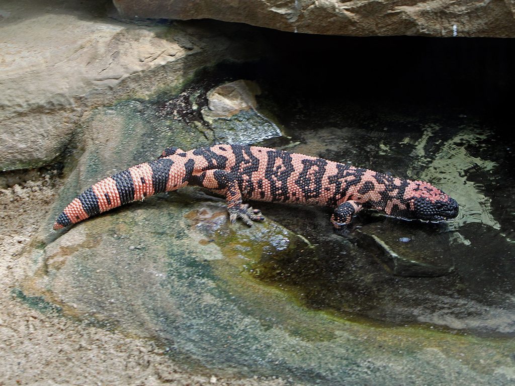 The Gila Monster Biology, Habitat, And Significance (8)