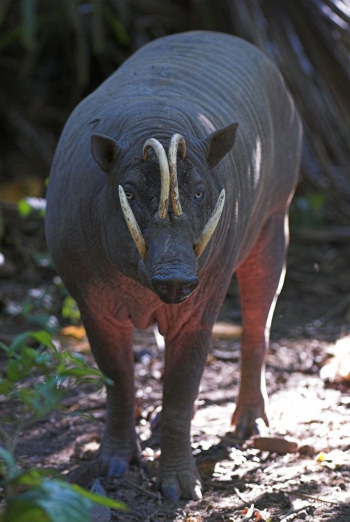 Babirusa Exploring the Fascinating 'Pig-Deer' of Indonesia (3)