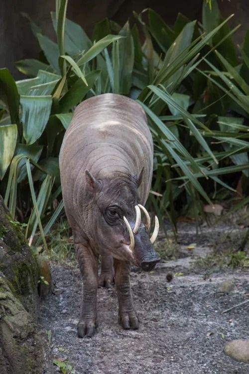 Babirusa Exploring the Fascinating 'Pig-Deer' of Indonesia (2)