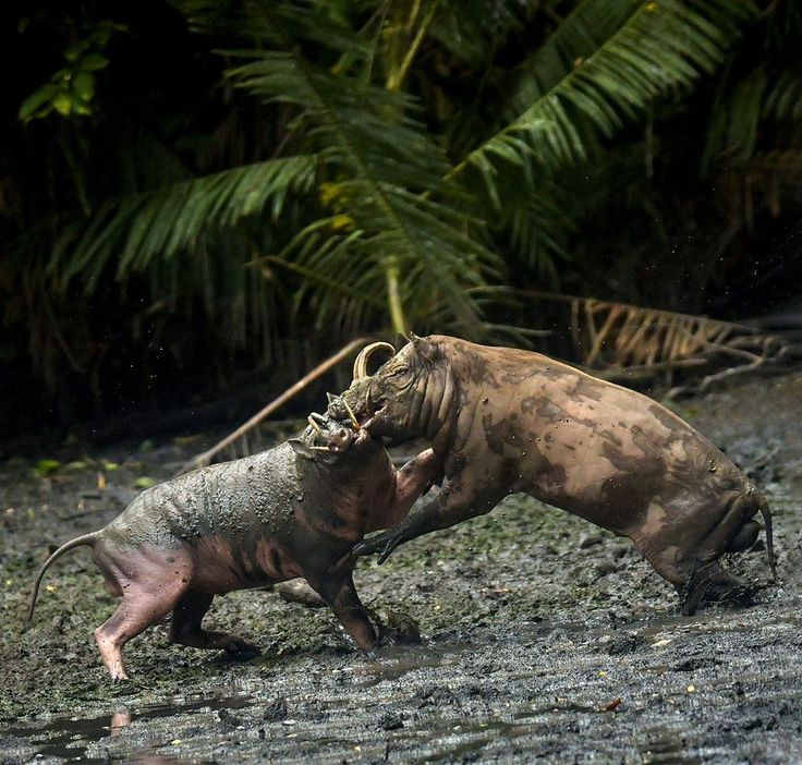 Babirusa Exploring the Fascinating 'Pig-Deer' of Indonesia (3)