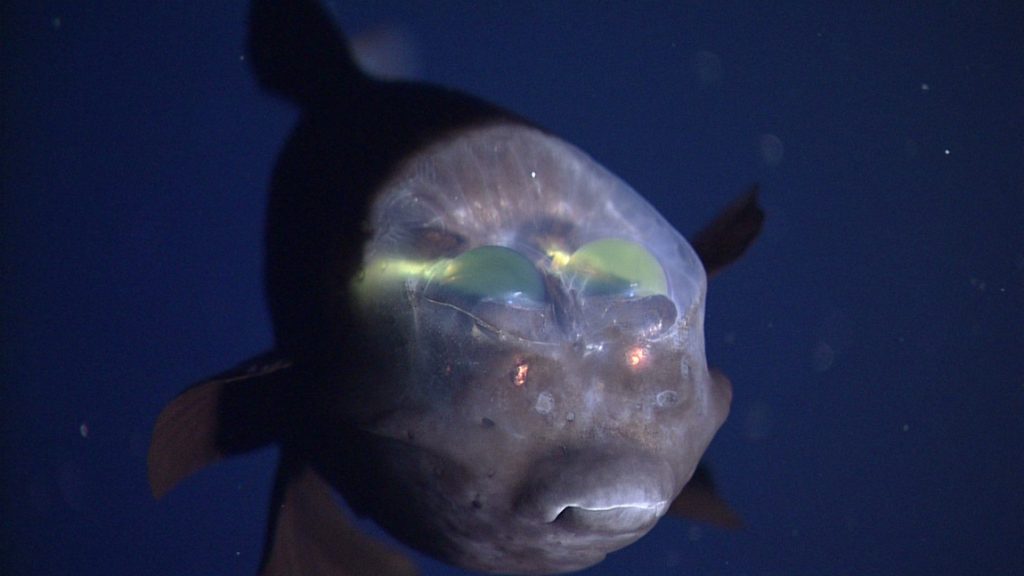 Barreleye Fish: The Transparent Deep-Sea Creature with Rotating Eyes