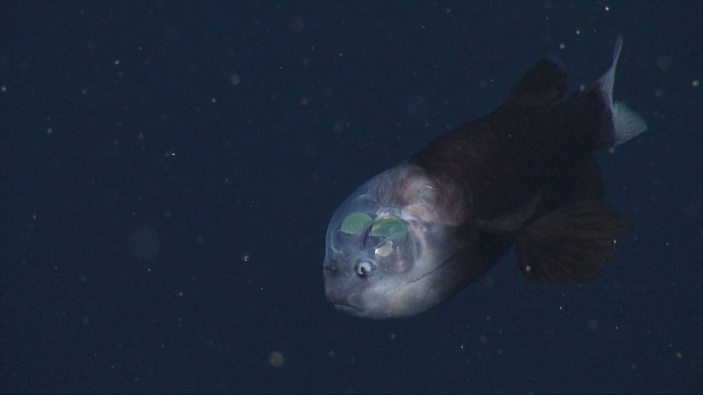 Barreleye Fish: The Transparent Deep-Sea Creature with Rotating Eyes