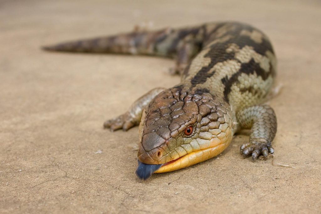 Blue-Tongued Skink: Nature's Sapphire-Tongued Marvel