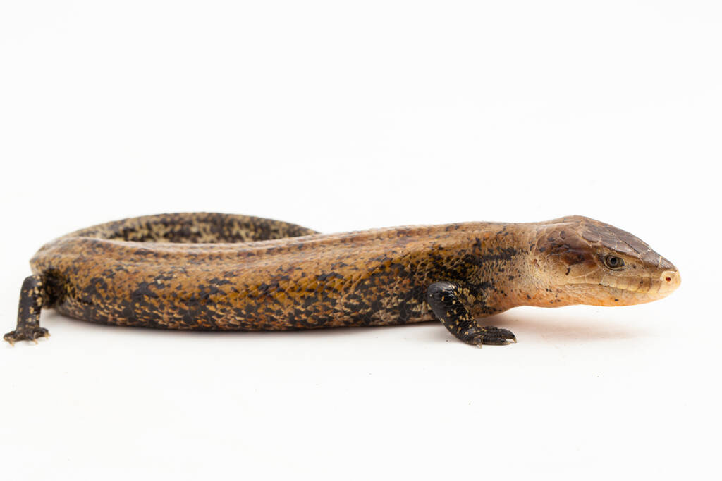 Blue-Tongued Skink: Nature's Sapphire-Tongued Marvel