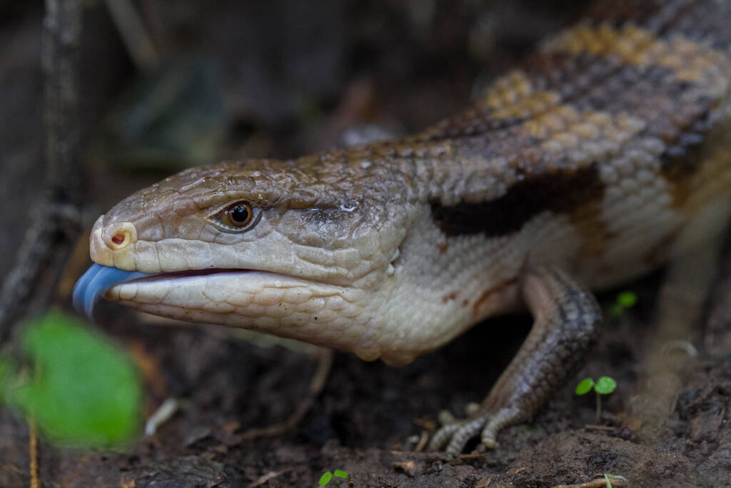 Blue-Tongued Skink: Nature's Sapphire-Tongued Marvel