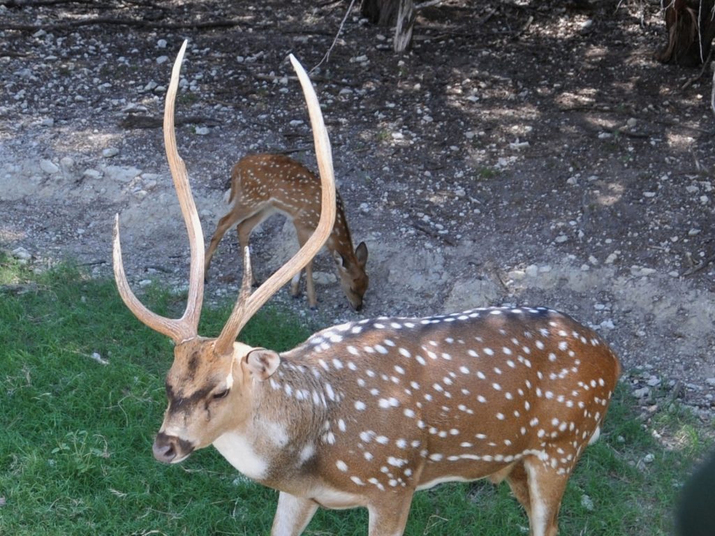 Deer Exploring The Majestic Mammals Of The Wild And Their Role In Ecosystems (1)