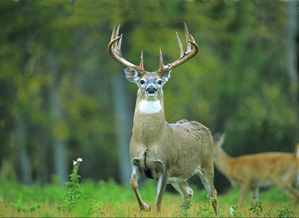 Deer Exploring The Majestic Mammals Of The Wild And Their Role In Ecosystems (2)