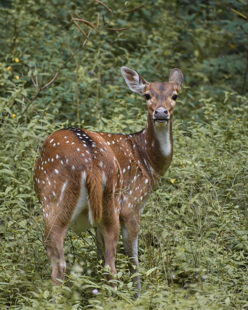 Deer Exploring The Majestic Mammals Of The Wild And Their Role In Ecosystems (3)