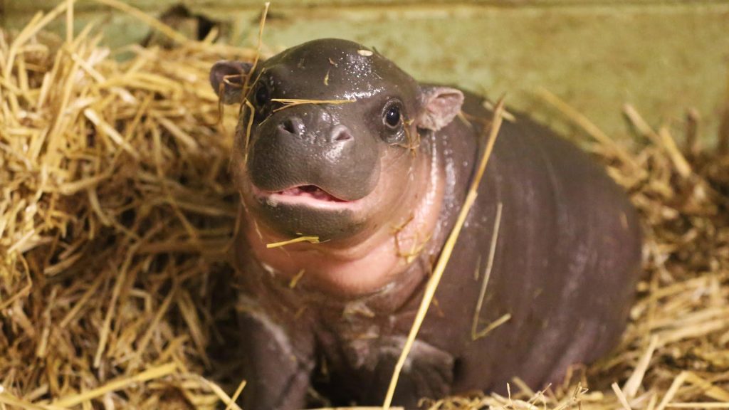 Pygmy Hippopotamus The Enigmatic Forest Dweller (1)