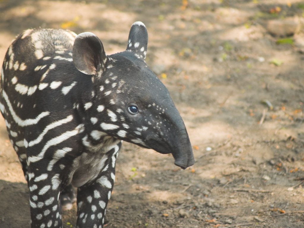 Tapir Facts and Biography: How These Unique Animals Survive in the Wild