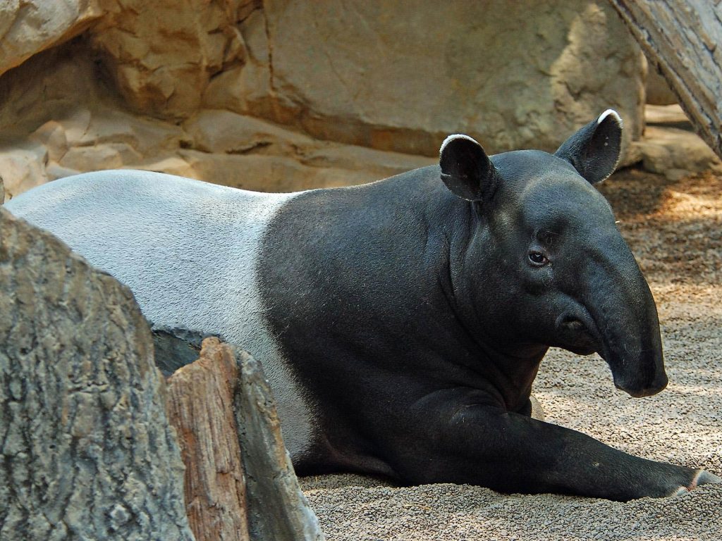 Tapir Facts and Biography: How These Unique Animals Survive in the Wild