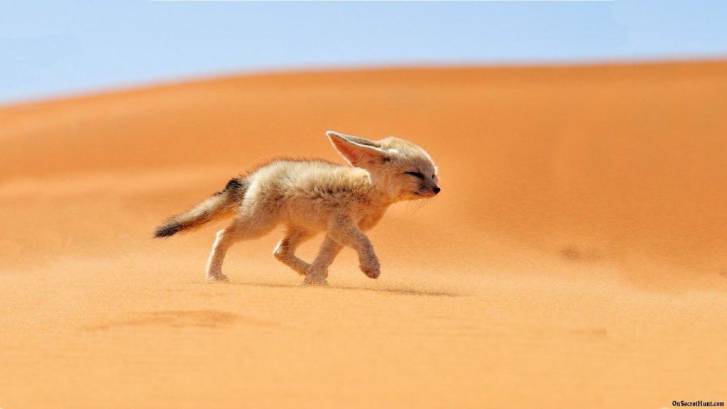 The Bat-Eared Fox Nature's Insectivore with Remarkable Ears