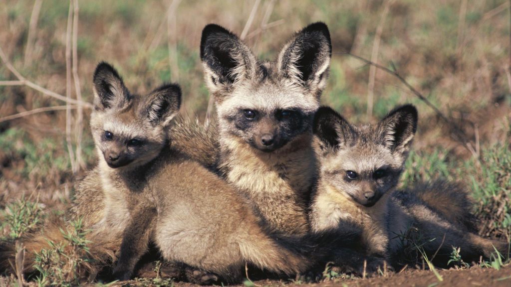 The Bat-Eared Fox Nature's Insectivore with Remarkable Ears