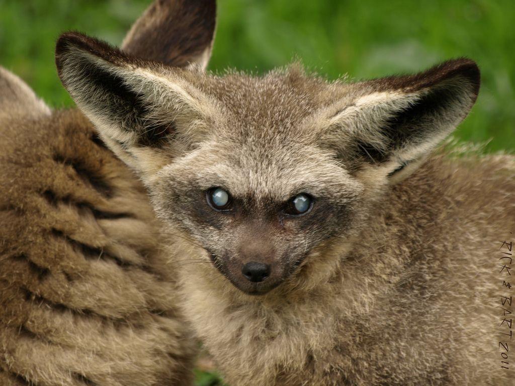 The Bat-Eared Fox Nature's Insectivore with Remarkable Ears