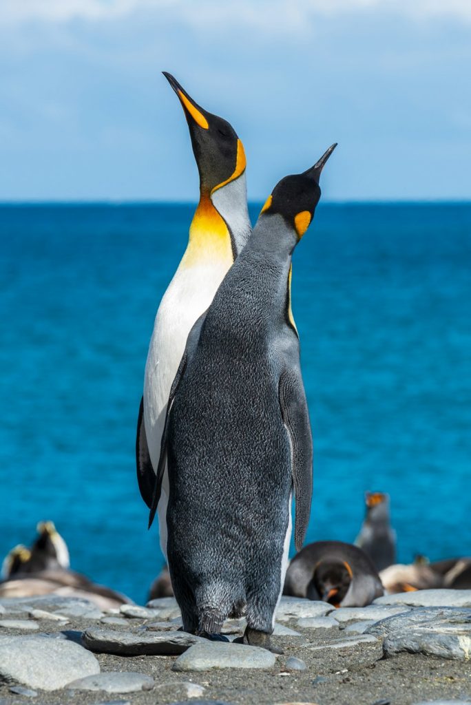 The King Penguin A Comprehensive Biography And Life In The Subantarctic (1)