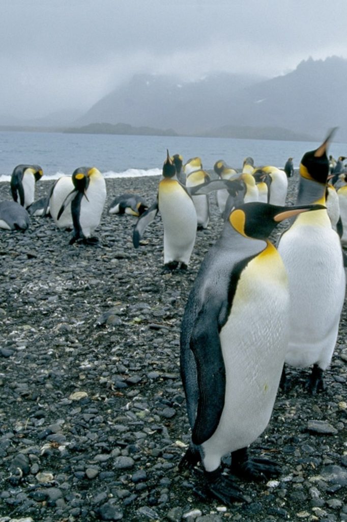 The King Penguin A Comprehensive Biography And Life In The Subantarctic (2)