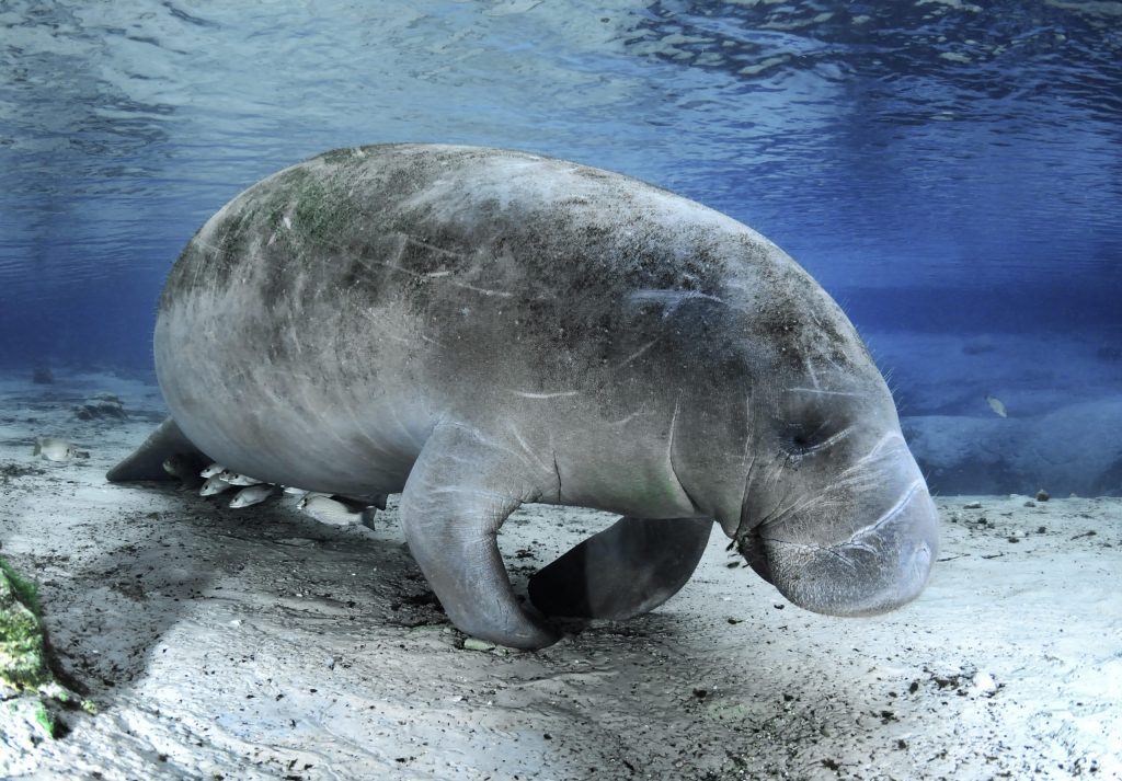 Dugong Biography The Gentle Sea Cow of Coastal Waters