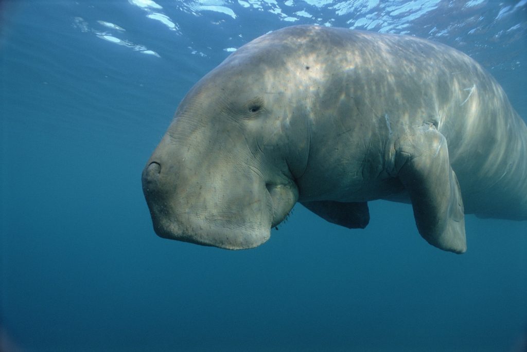 Dugong Biography The Gentle Sea Cow of Coastal Waters