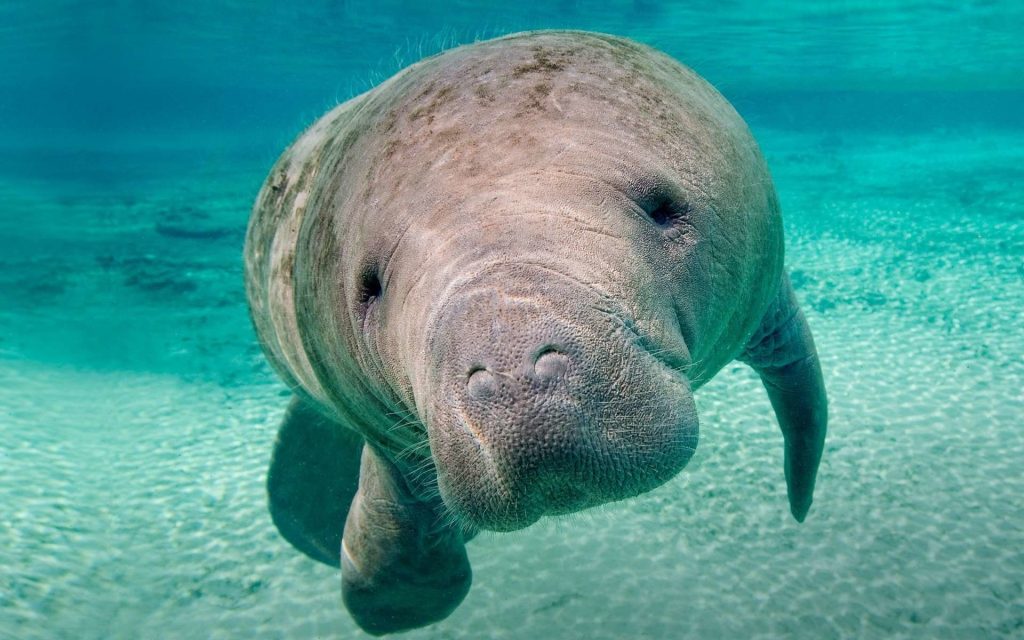 Dugong Biography The Gentle Sea Cow of Coastal Waters