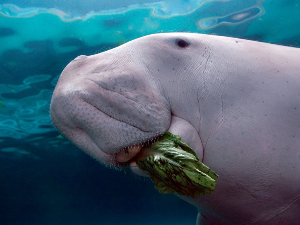 Dugong Biography The Gentle Sea Cow of Coastal Waters