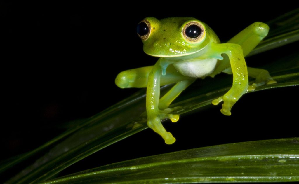 Glass Frog biography The Mystical Creature of Rainforests and Their Enchanting Life