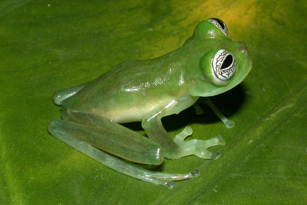 Glass Frog biography: The Mystical Creature of Rainforests and Their Enchanting Life