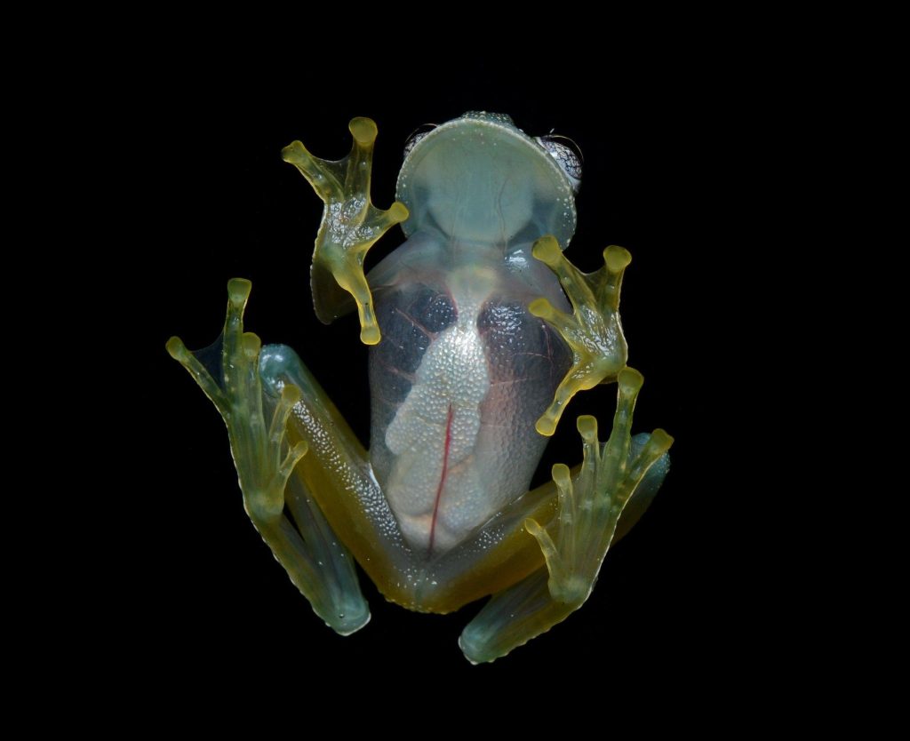 Glass Frog biography: The Mystical Creature of Rainforests and Their Enchanting Life