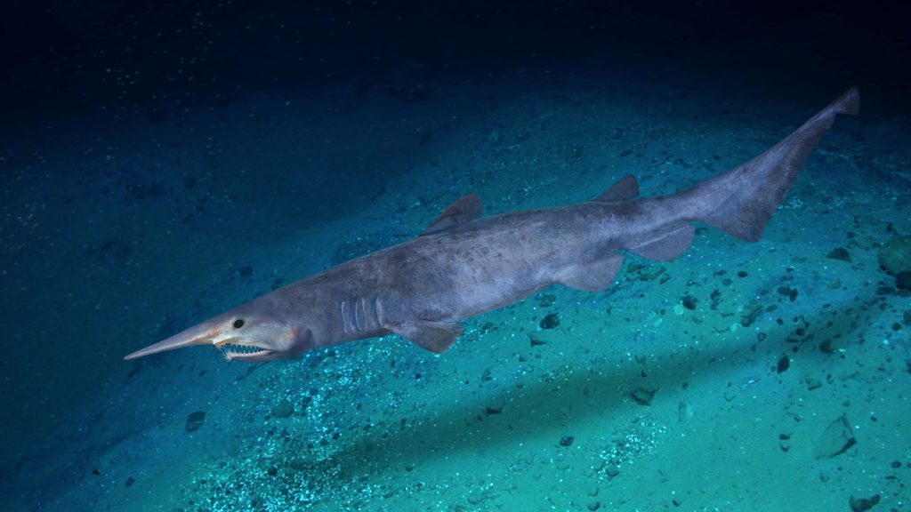 Goblin Shark Biography The Enigmatic Deep-Sea Creature Unveiled (2025 Insights)