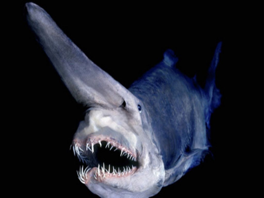 Goblin Shark Biography The Enigmatic Deep-Sea Creature Unveiled (2025 Insights)