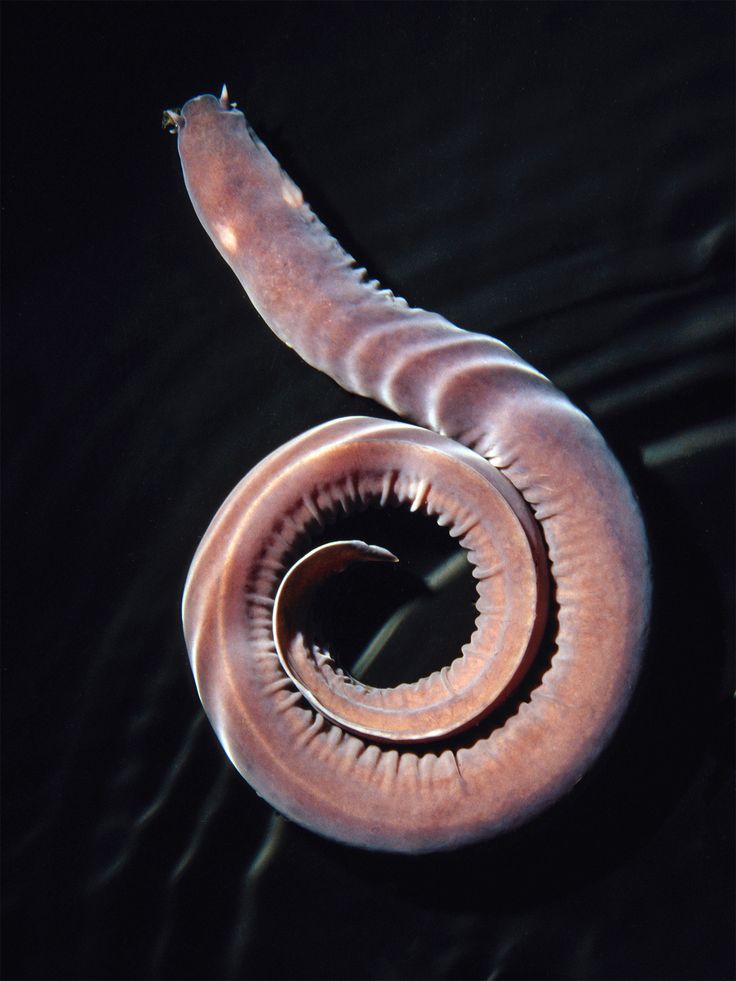 Hagfish Biography: The Mysterious, Slime-Producing Evolutionary Marvel in the Modern Age