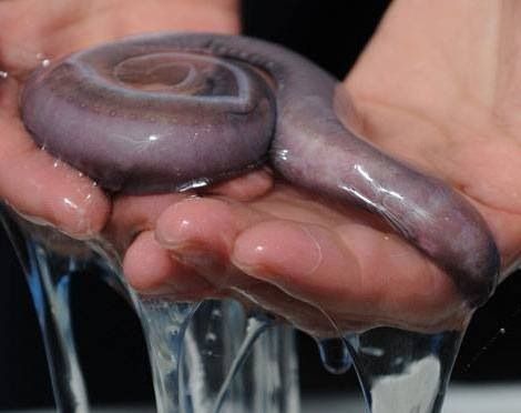 Hagfish Biography: The Mysterious, Slime-Producing Evolutionary Marvel in the Modern Age