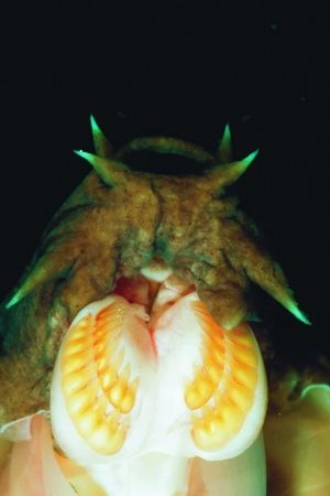 Hagfish Biography: The Mysterious, Slime-Producing Evolutionary Marvel in the Modern Age