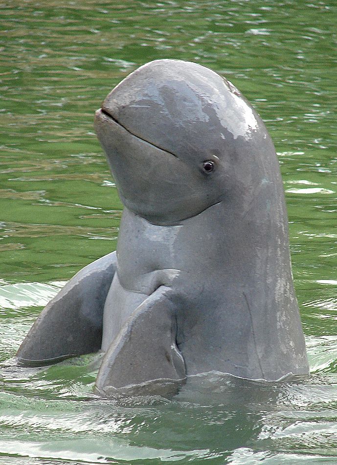 Irrawaddy Dolphin biography Past, Present, and Future of a Remarkable Species