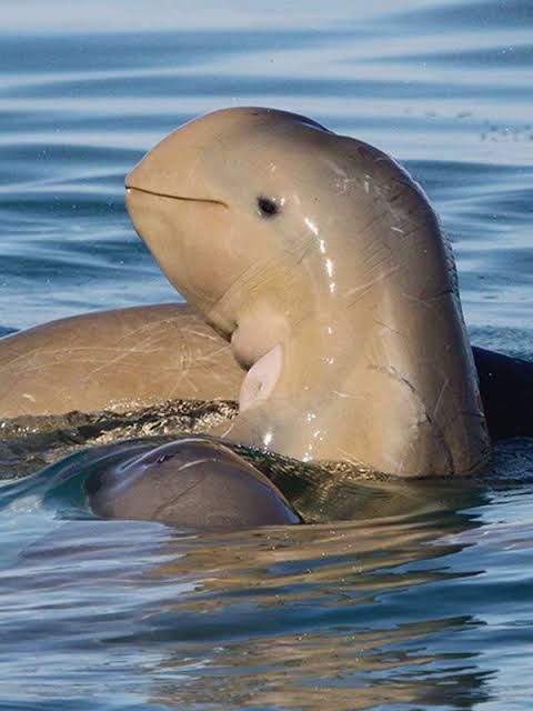 Irrawaddy Dolphin biography Past, Present, and Future of a Remarkable Species