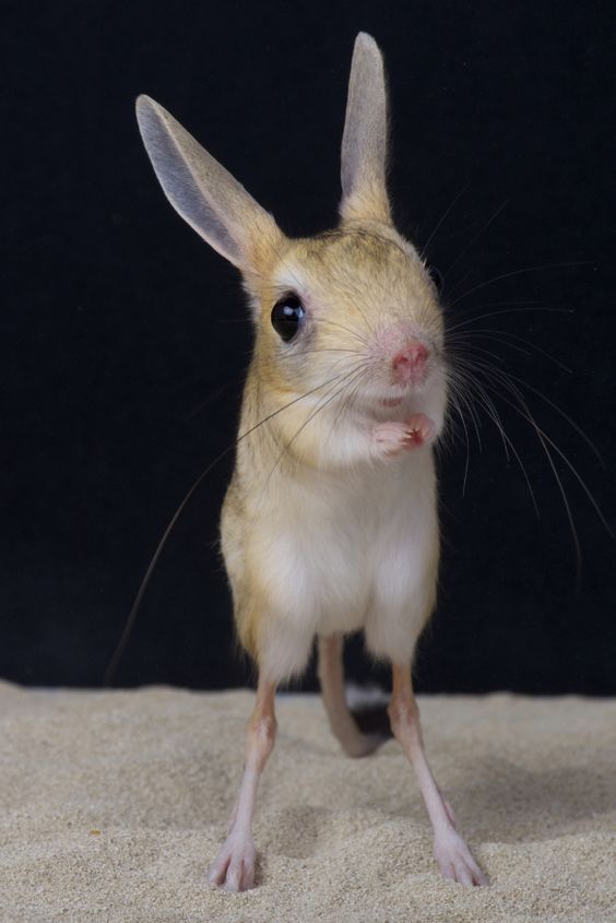 Long-Eared Jerboa Biography From Ancient Adaptations to Modern Discoveries