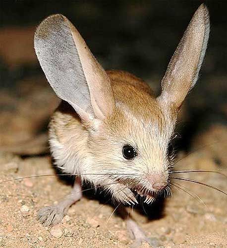 Long-Eared Jerboa Biography From Ancient Adaptations to Modern Discoveries