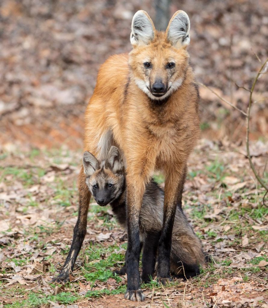 Maned Wolf biography The Story of a Unique Canid in South America