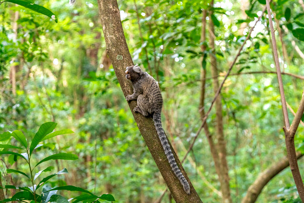 Pygmy Marmoset biography: The Ultimate Guide to the World’s Smallest Monkey in Detail