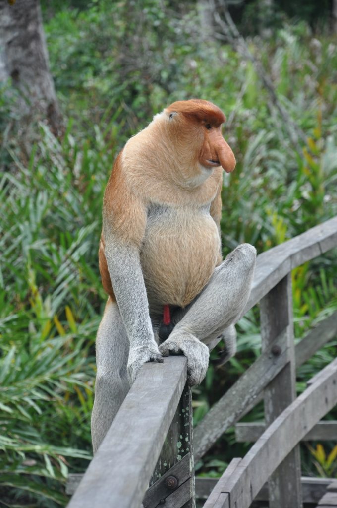 Proboscis Monkey biography: The Unique Face of Borneo