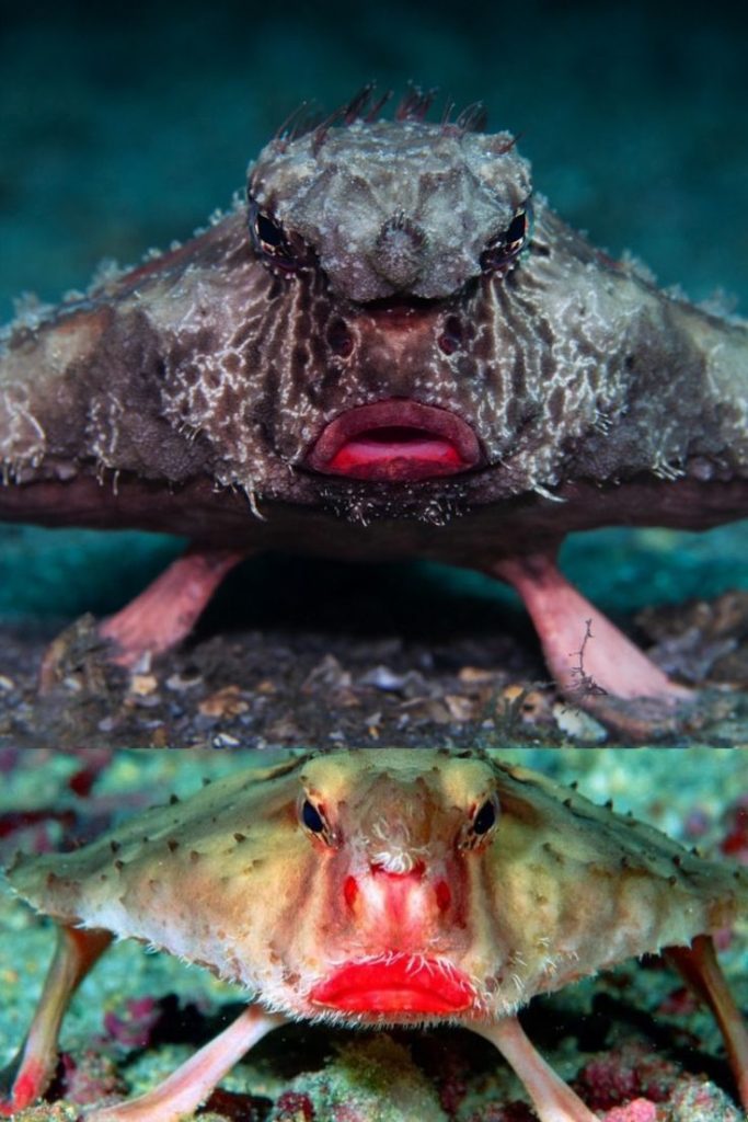 Red-Lipped Batfish Biography The Amazing Walking Fish of the Galápagos