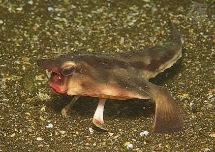 Red-Lipped Batfish Biography The Amazing Walking Fish of the Galápagos