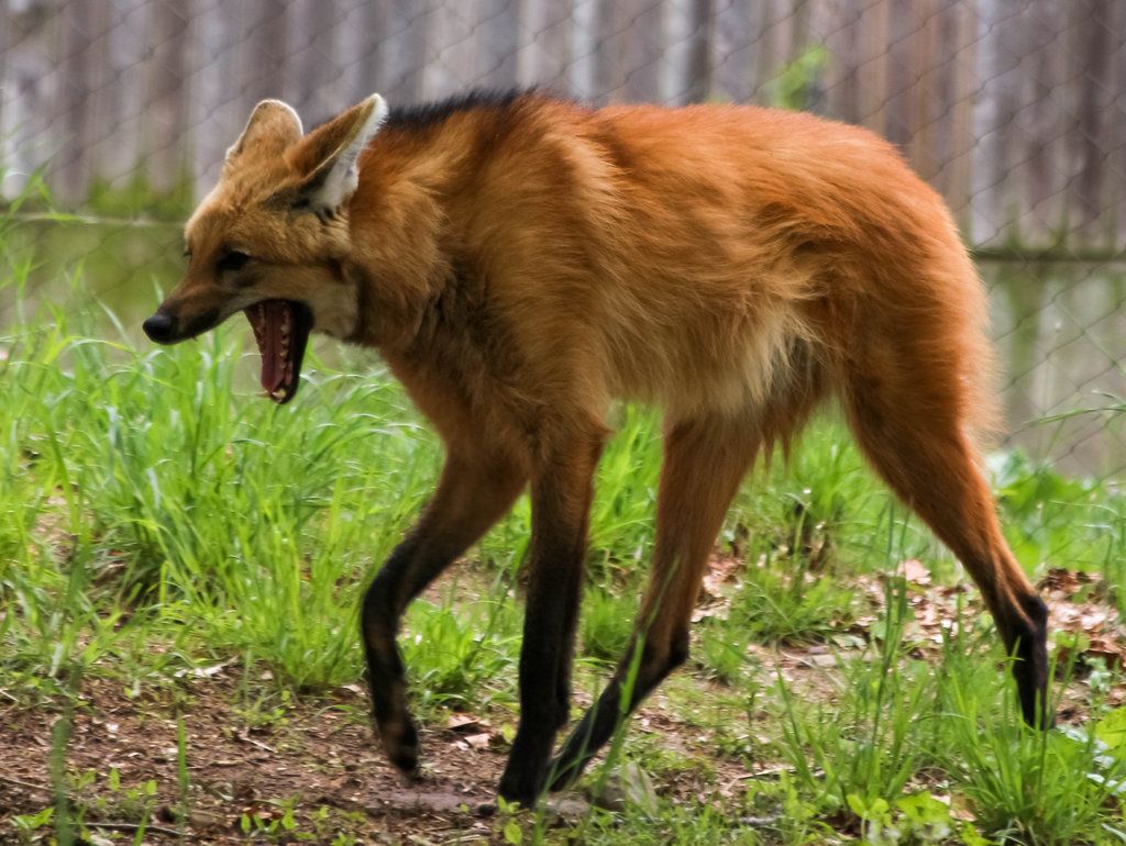 Maned Wolf biography The Story of a Unique Canid in South America