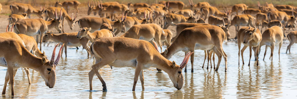 Saiga Antelope Biography: From Ancient Steppes to Modern Conservation Efforts