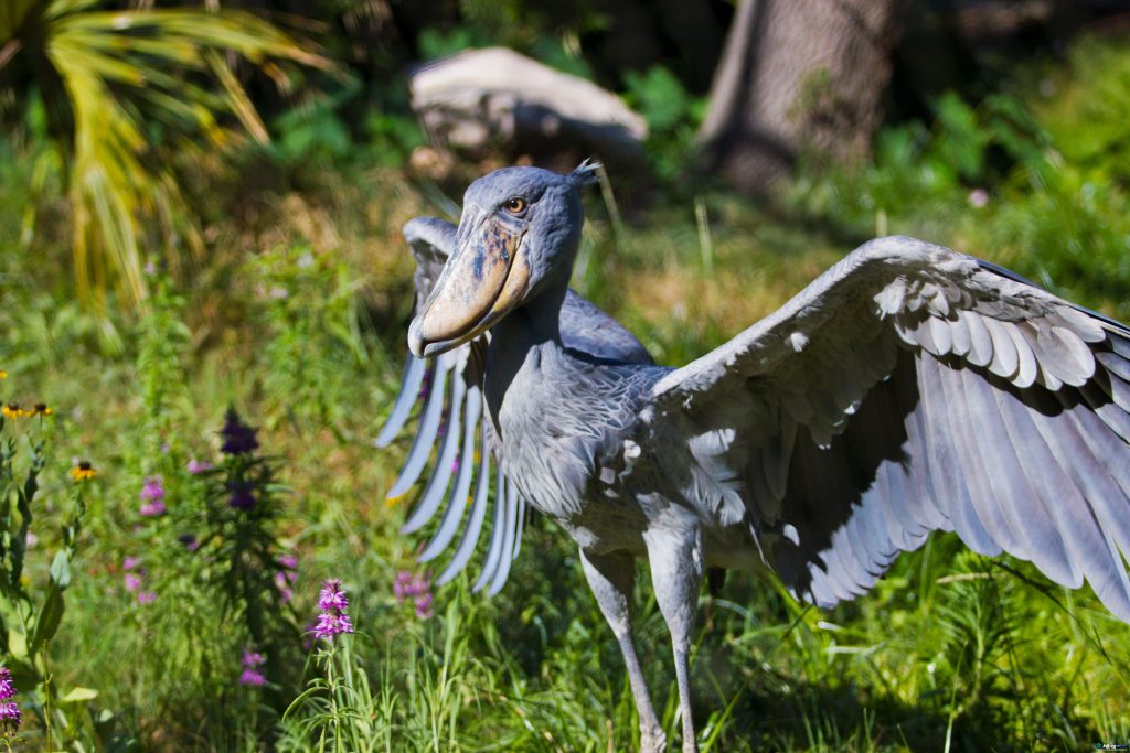 Shoebill Biography The Amazing Life of an Ancient Bird and Its Modern World