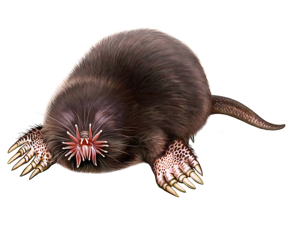 Star-Nosed Mole Biography The Extraordinary Life of Nature’s Sensory Wonder