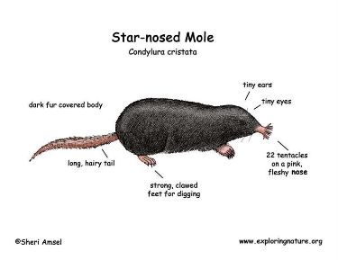 Star-Nosed Mole Biography The Extraordinary Life of Nature’s Sensory Wonder